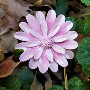 Large Pink Sunburst Daisy Brooch